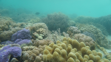 coron reefs and wrecks tour - pass island corals