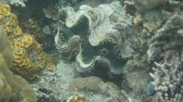 coron reefs and wrecks tour - pass island giant clams