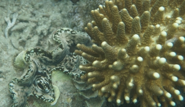 coron reefs and wrecks tour - pass island giant clams2