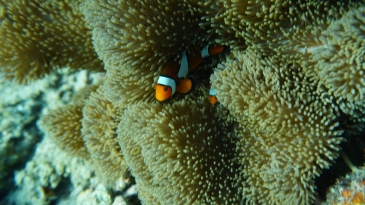 coron island tour_coral gardens