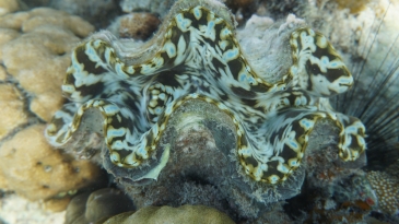 coron island tour_giant clams