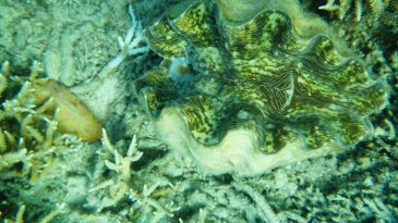 coron island tour_giant clams2