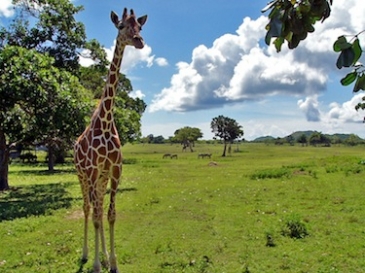 coron tour calauit safari