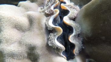pinagbuyutan island el nido giant clam