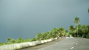 coconut plantation siargao