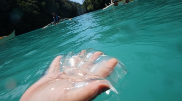 sohoton cove - stingless jellyfish