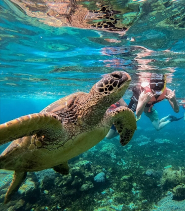 apo island tour