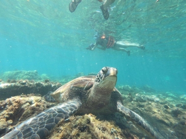 apo island snorkeling