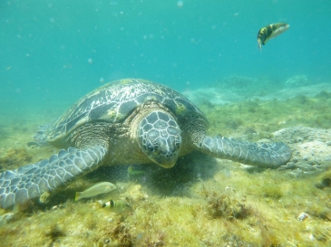 apo island tour