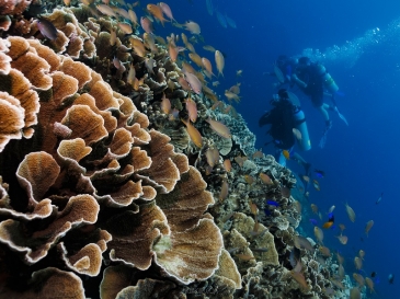 cebu seaview dive resort