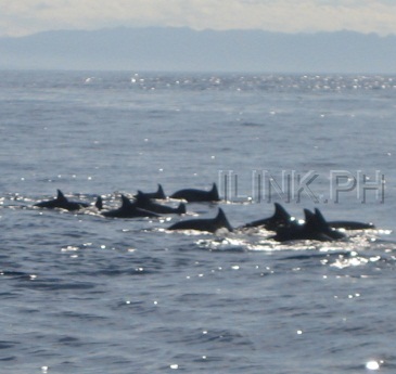 dolphin watching bohol