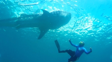 cebu south tour_oslob whalesharks