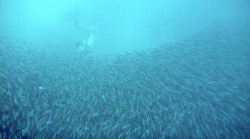 cebu round south tour_sardines storm moalboal