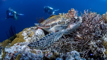 neptune diving resort moalboal