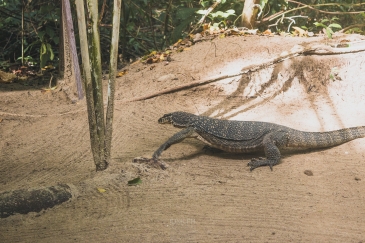 UNDERGROUND RIVER TOUR - MONITOR LIZARD