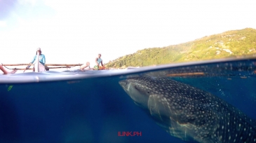 oslob whale shark