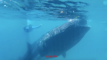 oslob whale shark watching