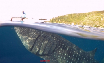 oslob whale shark