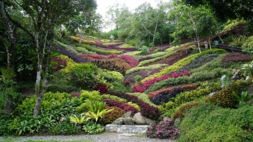 cebu tops lookout