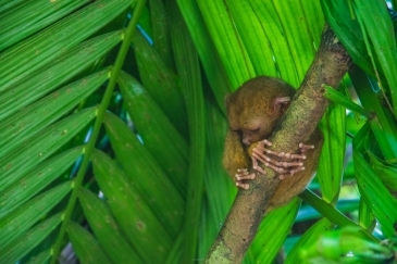 bohol day tour from cebu