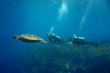 turtle bay resort moalboal