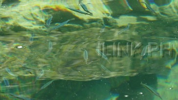 kayangan lake_swordfish