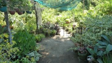 vigan tour_hidden garden