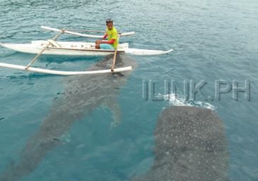 cebu tour package_oslob whale shark
