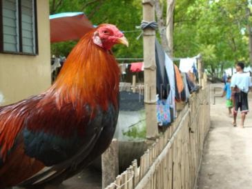 island hopping in cebu_caohagan village