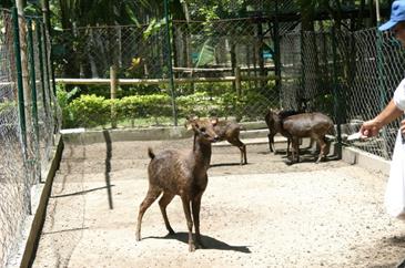 paradise island davao