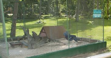 paradise island davao_aviary2