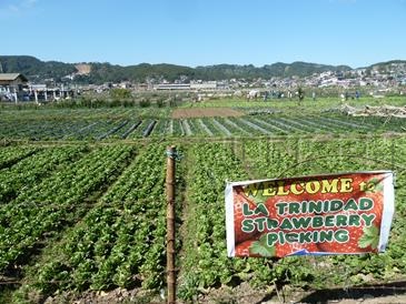 baguio tour_strawberry farm