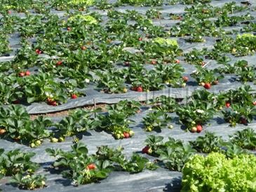 la trinidad strawberry farm