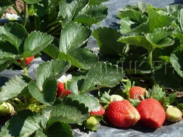 strawberry farm baguio_strawberry picking