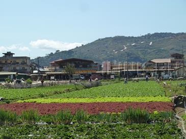 strawberry farm baguio_la trinidad valley