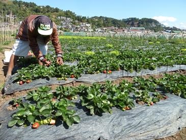 baguio tourist spots_strawberry picking