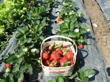 baguio tourist spots_strawberry farm baguio2