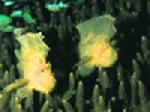 CERVERA SHOAL