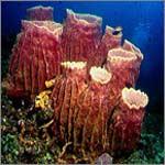 ANILAO