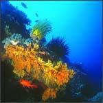 APO REEF