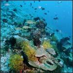 APO ISLAND