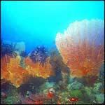 CORON