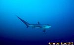 TRESHER SHARKS