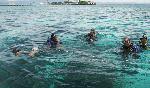 Dive