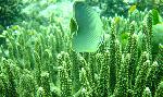 fish and corals