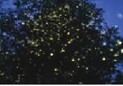 firefly watching tour palawan