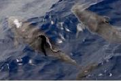 dolphin watching tour palawan