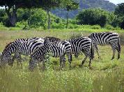Calauit Safari Tour