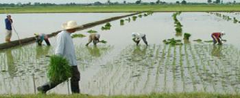 PHILIPPINE RICE RESEARCH INSTITUTE