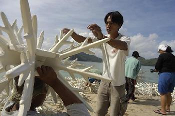 Ecoreefs - The Ceramic Corals of El Nido (Palawan)